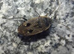 Graptopeltus lynceus