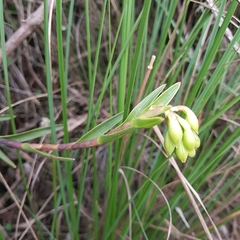 Epidendrum zipaquiranum