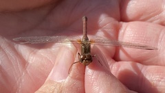 Sympetrum vicinum