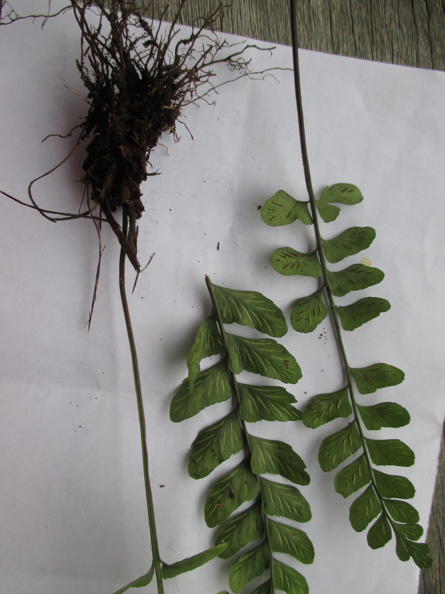 Asplenium ruizianum image
