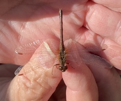 Sympetrum vicinum