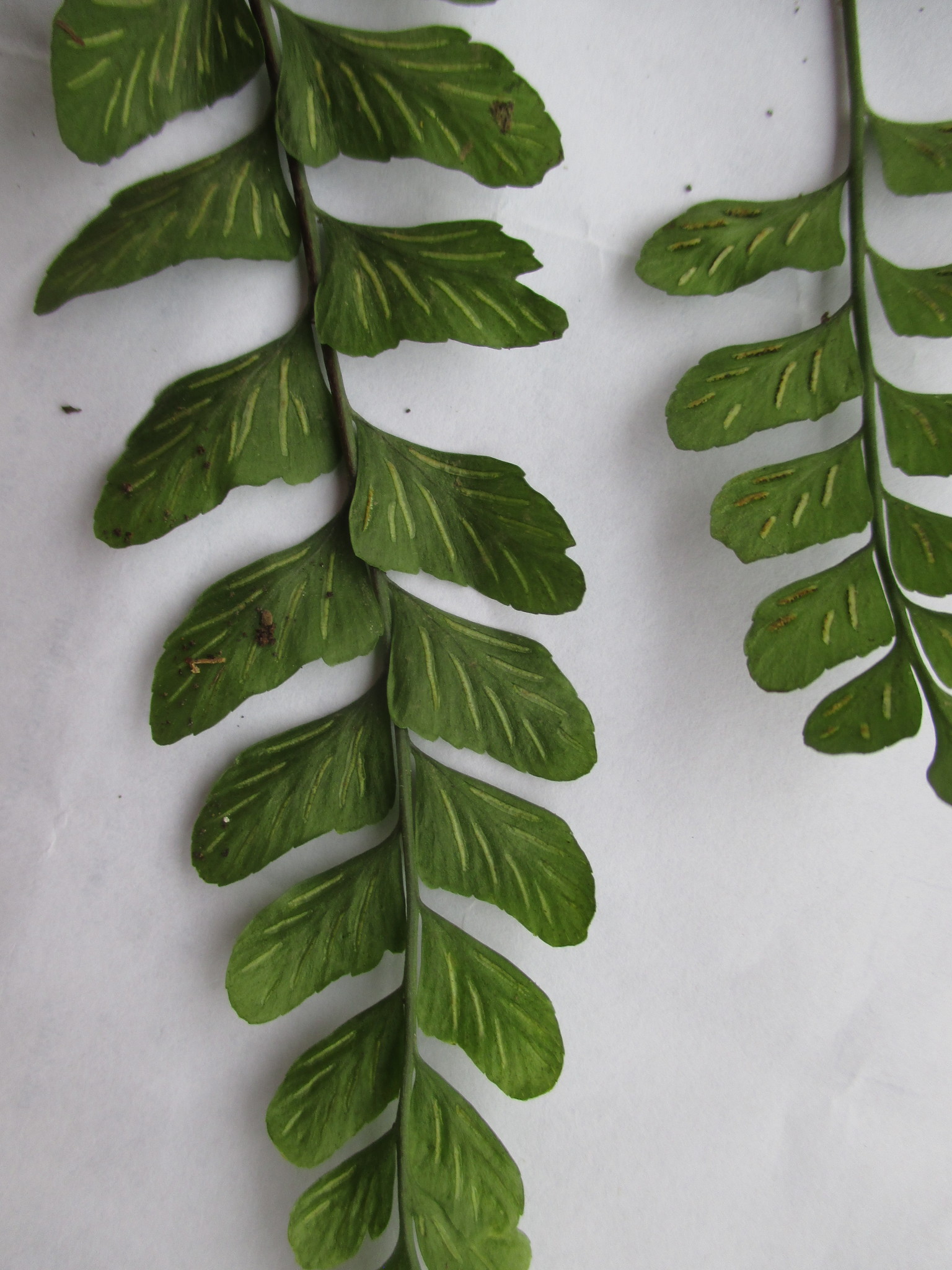 Asplenium ruizianum image