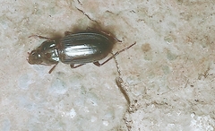 Coleoptera