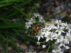Eristalis tenax