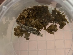 Phereoeca uterella