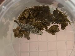 Phereoeca uterella