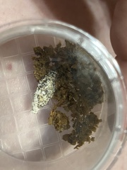 Phereoeca uterella