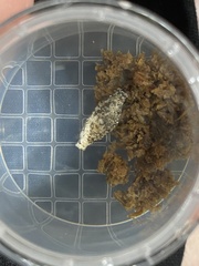Phereoeca uterella
