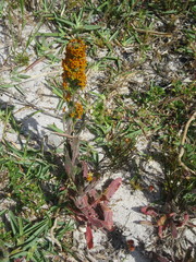 Manulea tomentosa