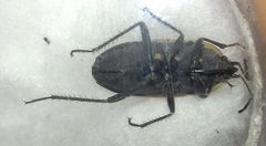 Graptopeltus lynceus