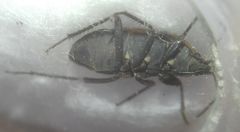 Graptopeltus lynceus