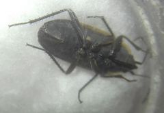 Graptopeltus lynceus