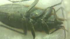 Graptopeltus lynceus