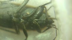 Graptopeltus lynceus