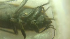 Graptopeltus lynceus