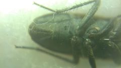 Graptopeltus lynceus