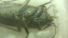 Graptopeltus lynceus