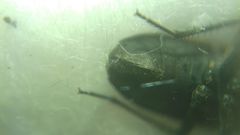 Graptopeltus lynceus