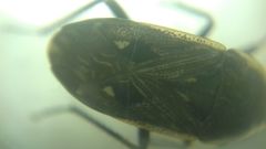 Graptopeltus lynceus