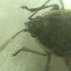 Graptopeltus lynceus