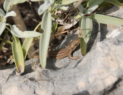 Lacerta trilineata major