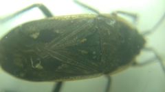 Graptopeltus lynceus