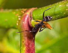 Camponotus leydigi