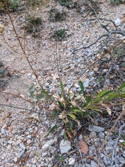 Cephalaria coriacea