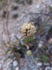 Cephalaria coriacea