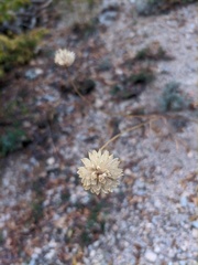 Cephalaria coriacea