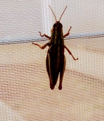 Orthoptera