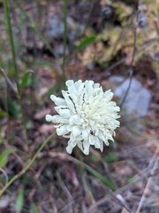 Cephalaria coriacea