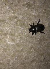 Euetheola