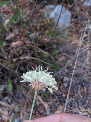 Cephalaria coriacea