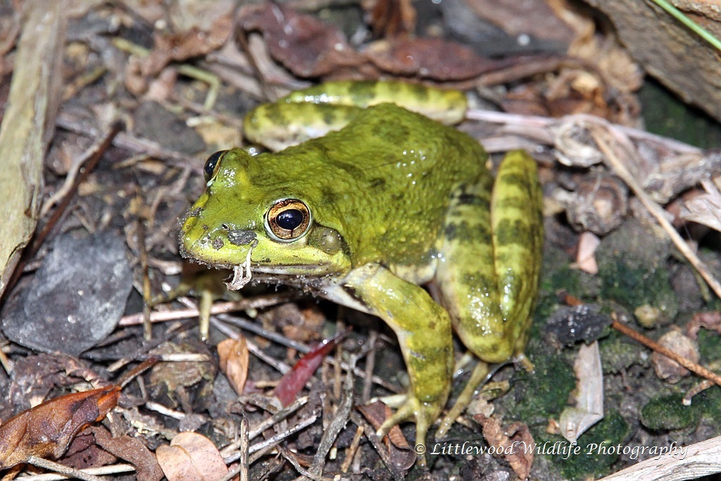 Cape river frog (Frogs of South Africa) · iNaturalist