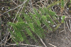 Asparagus densiflorus