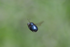 Xylocopa splendidula