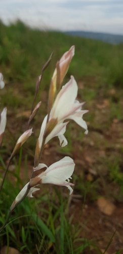Image of Gladiolus inandensis by (c) Suvarna Parbhoo Mohan, some rights reserved (CC BY-SA)
