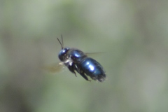 Xylocopa splendidula