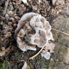 Auricularia mesenterica