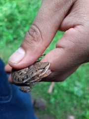 Sceloporus variabilis