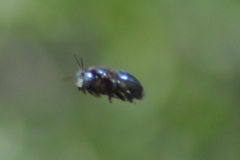 Xylocopa splendidula