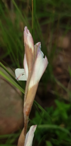 Image of Gladiolus inandensis by (c) Suvarna Parbhoo Mohan, some rights reserved (CC BY-SA)