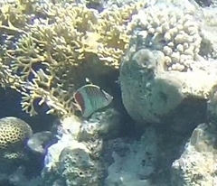 Chaetodon paucifasciatus
