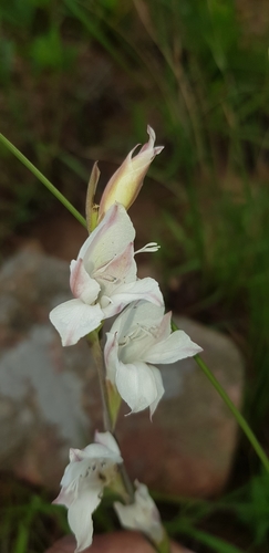 Image of Gladiolus inandensis by (c) Suvarna Parbhoo Mohan, some rights reserved (CC BY-SA)