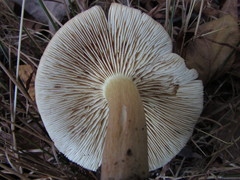 Tricholoma odorum