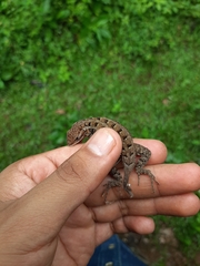 Sceloporus variabilis