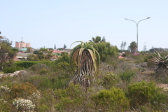 Aloe thraskii