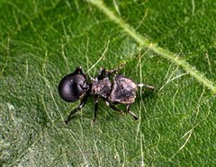 Cephalotes pusillus