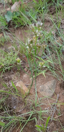 Image of Eriospermum abyssinicum by (c) Suvarna Parbhoo Mohan, some rights reserved (CC BY-SA)